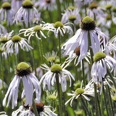 ECHINACEA pallida Hula Dancer (1321)